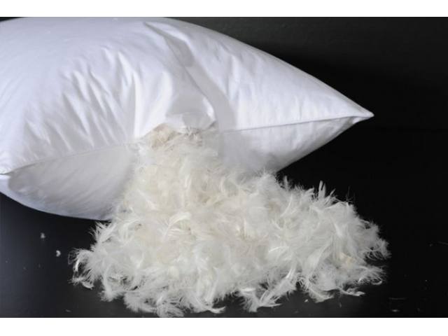 Filling of feather view of 2 Pack Feather Cotton Pillow Set